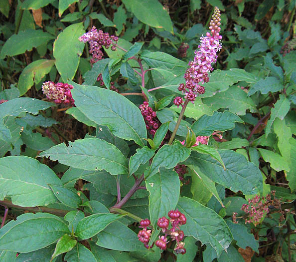 Detailed Picture 3 of American pokeweed