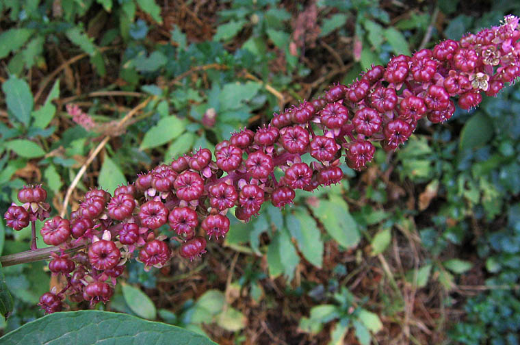 Detailed Picture 5 of American pokeweed