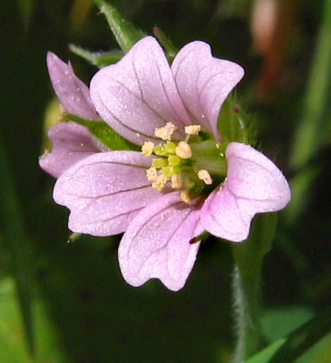 Detailed Picture 1 of Carolina Geranium