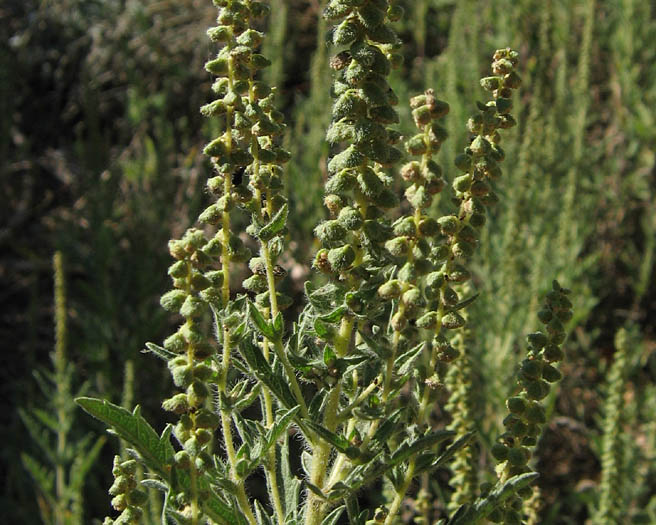 Detailed Picture 2 of Western Ragweed