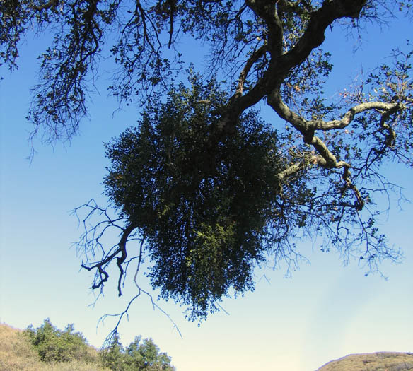 Detailed Picture 5 of Oak Mistletoe