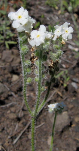 Detailed Picture 3 of Prickly Popcorn Flower