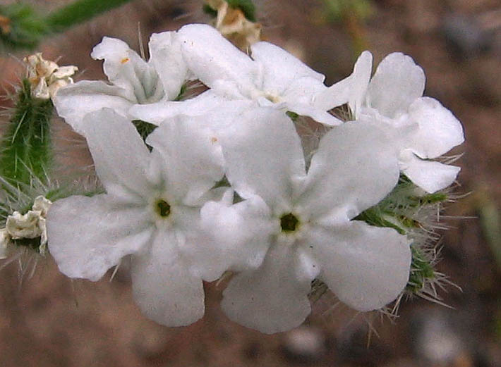 Detailed Picture 1 of Large-flowered Popcorn Flower