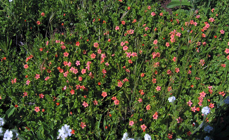 Detailed Picture 6 of Scarlet Pimpernel