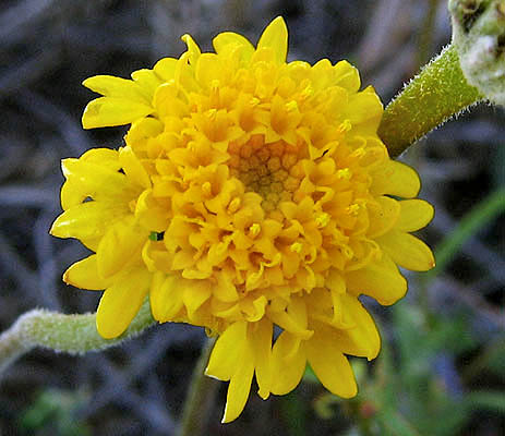 Detailed Picture 2 of Yellow Pincushion