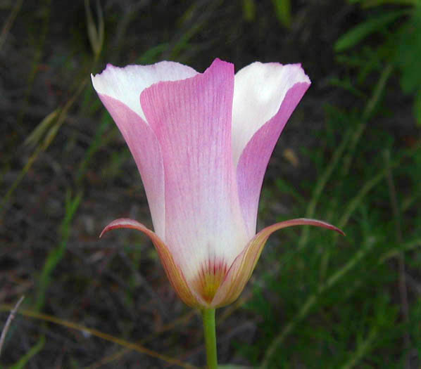 Detailed Picture 3 of Catalina Mariposa Lily