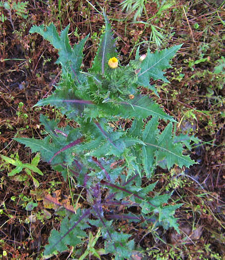 Detailed Picture 3 of Prickly Sow Thistle