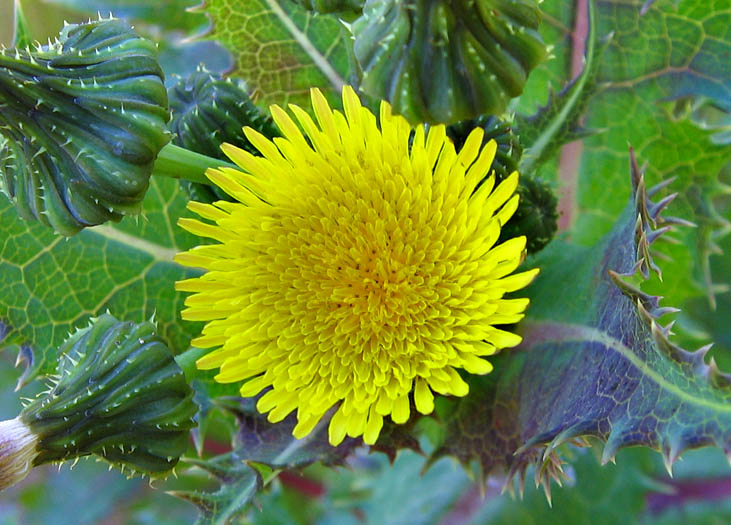 Detailed Picture 1 of Prickly Sow Thistle