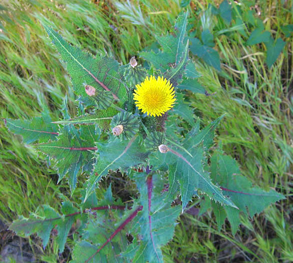 Detailed Picture 2 of Prickly Sow Thistle
