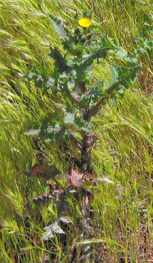 Detailed Picture 4 of Prickly Sow Thistle
