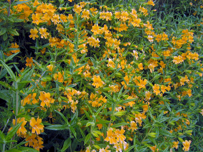 Detailed Picture 7 of Bush Monkey Flower