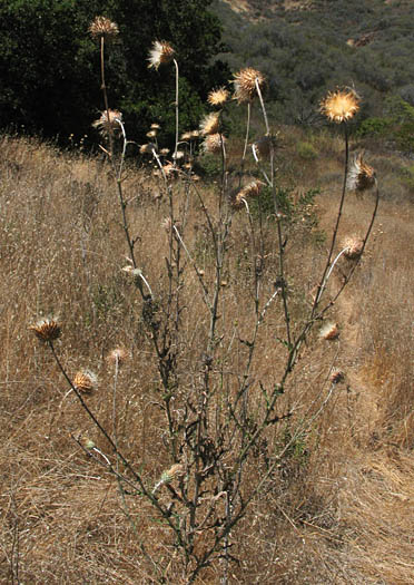 Detailed Picture 7 of California Thistle