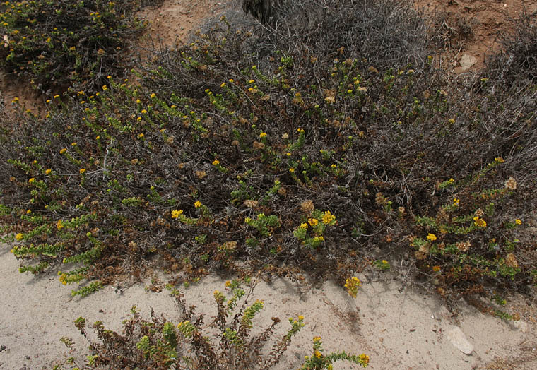 Detailed Picture 4 of Prostrate Coast Goldenbush