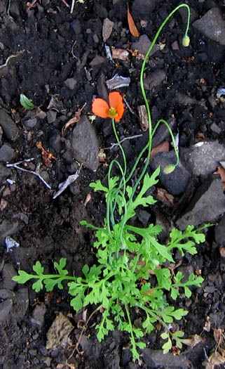 Detailed Picture 5 of Fire Poppy