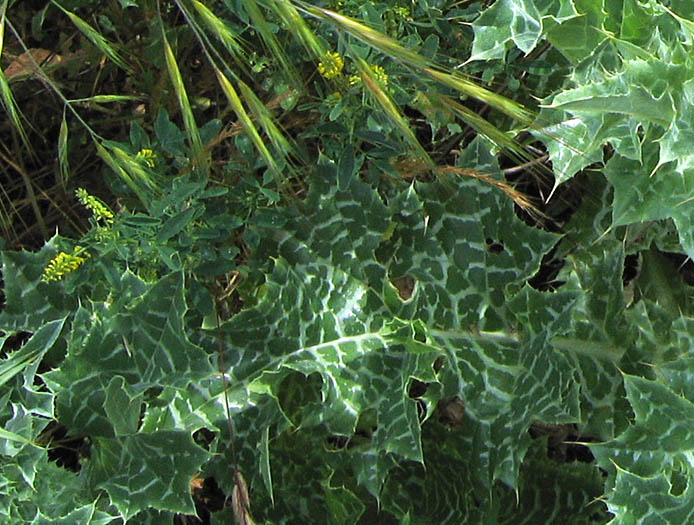 Detailed Picture 4 of Milk-thistle