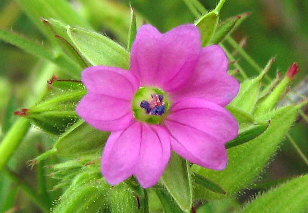 Detailed Picture 1 of Cutleaf Geranium