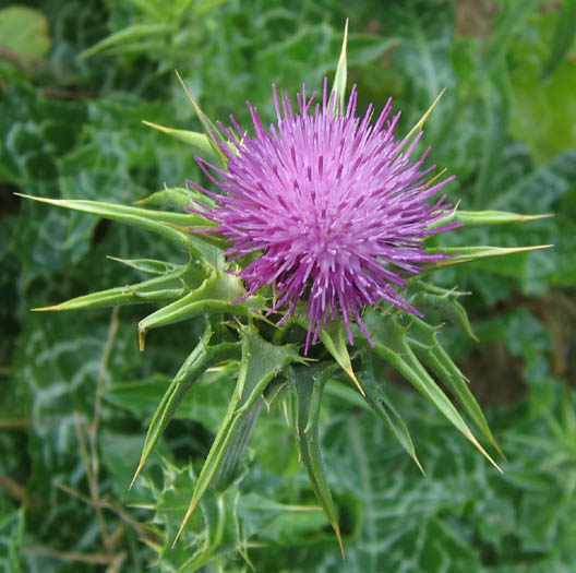 Detailed Picture 1 of Milk-thistle
