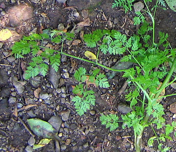 Detailed Picture 6 of Bur-chervil