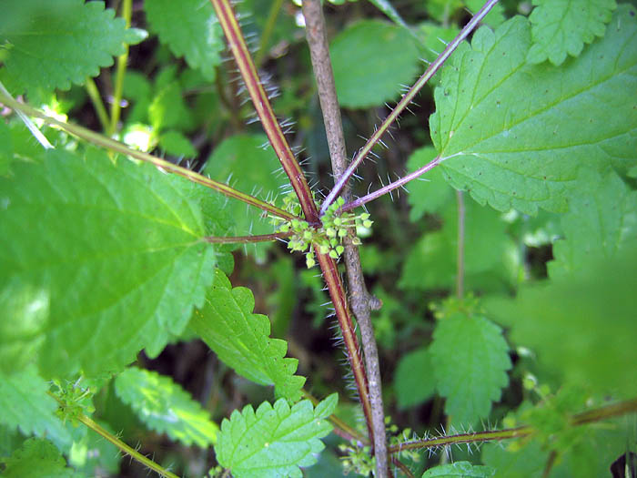 Detailed Picture 3 of Annual Stinging Nettle