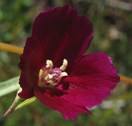 Detailed Picture 3 of Purple Clarkia