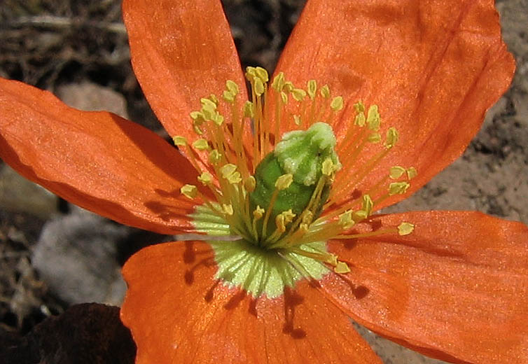 Detailed Picture 2 of Fire Poppy