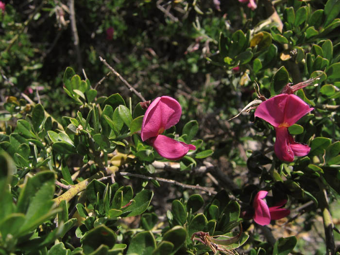 Detailed Picture 3 of Chaparral Pea