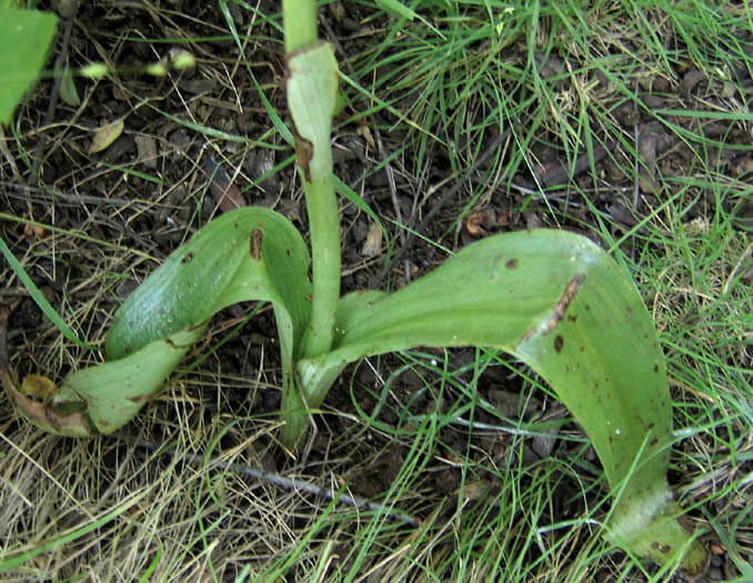 Detailed Picture 5 of Alaskan Rein Orchid