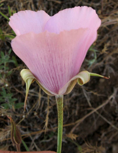 Detailed Picture 2 of Lilac Mariposa Lily
