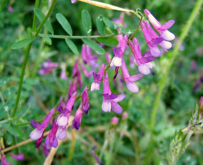 Detailed Picture 2 of Winter Vetch