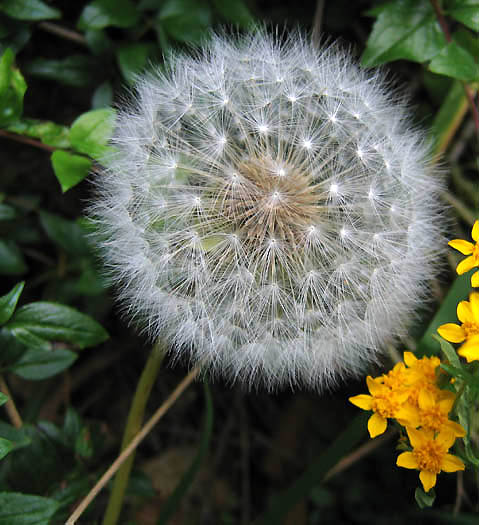 Detailed Picture 5 of Mountain Dandelion