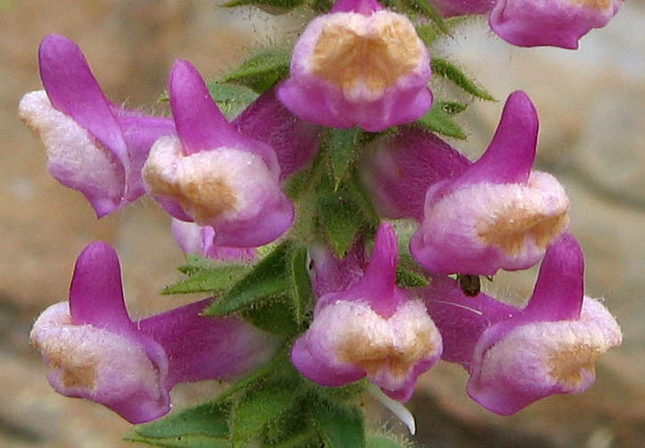 Detailed Picture 1 of Rose Snapdragon