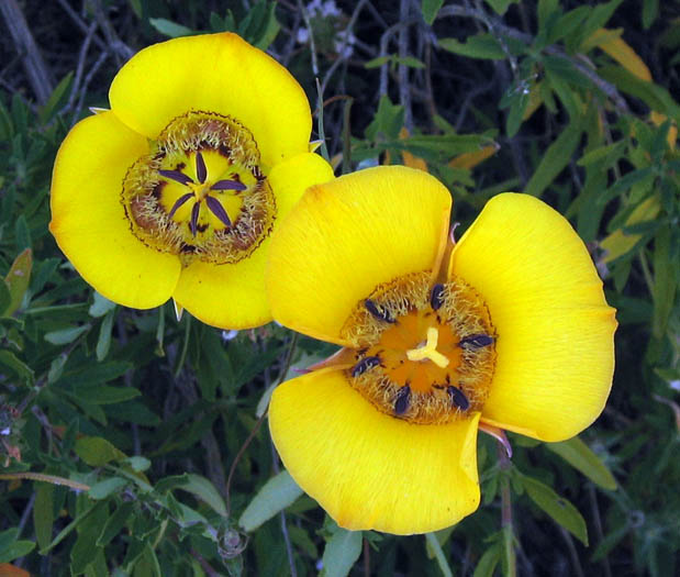 Detailed Picture 4 of Yellow Mariposa Lily