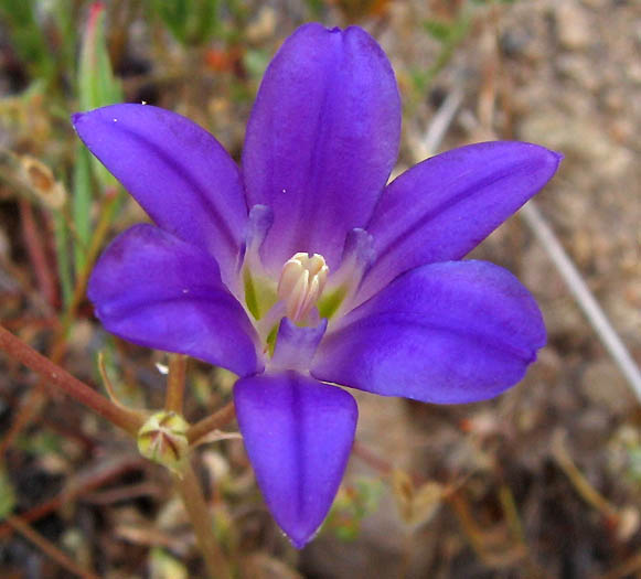Detailed Picture 3 of Kern Brodiaea