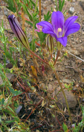 Detailed Picture 7 of Kern Brodiaea