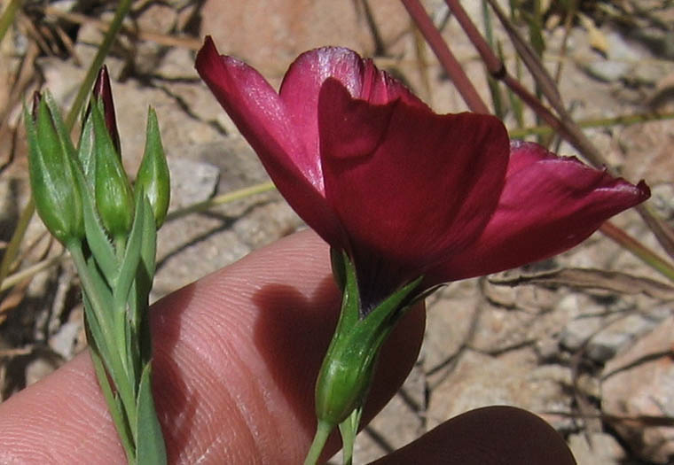 Detailed Picture 2 of Flowering Flax