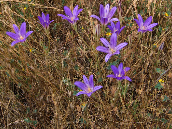 Detailed Picture 8 of Kern Brodiaea