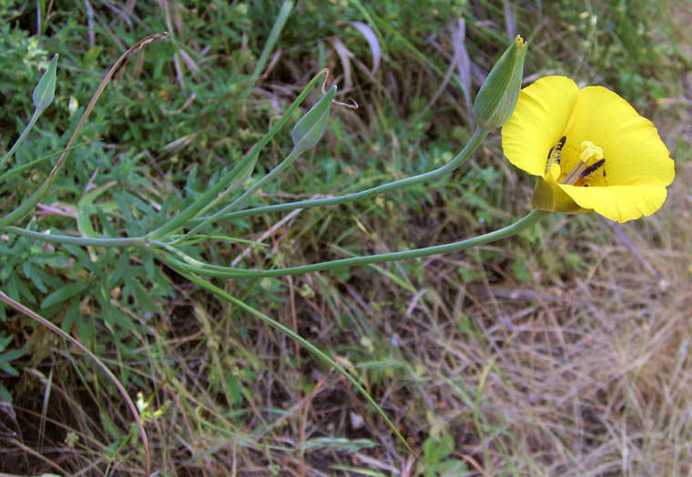 Detailed Picture 6 of Yellow Mariposa Lily