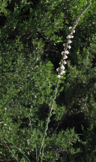 Detailed Picture 5 of White Snapdragon