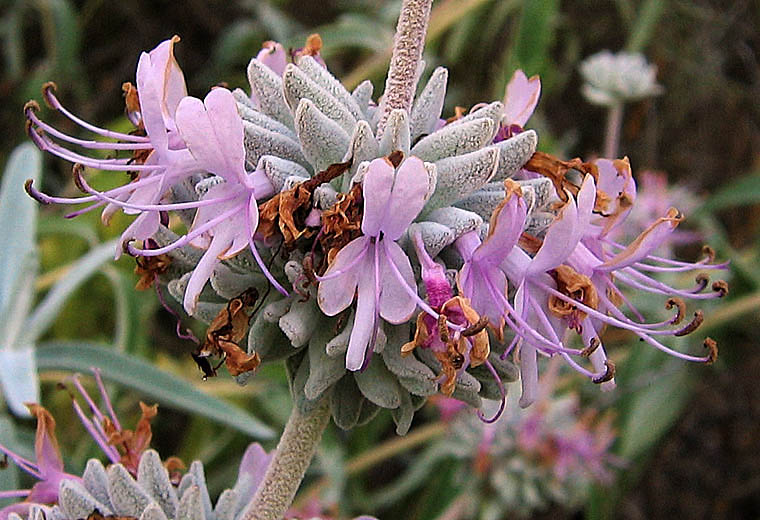Detailed Picture 1 of Purple Sage