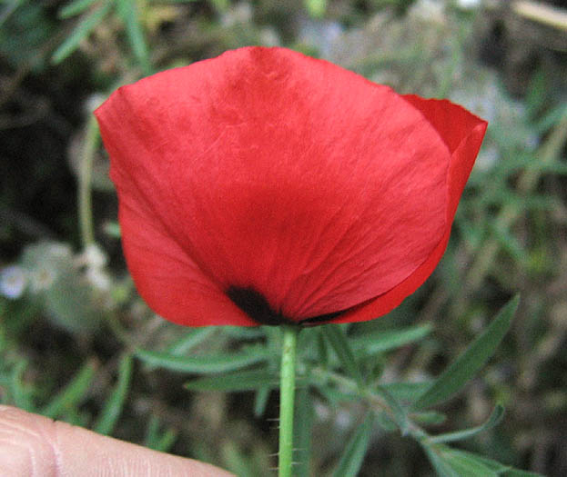 Detailed Picture 2 of Corn Poppy