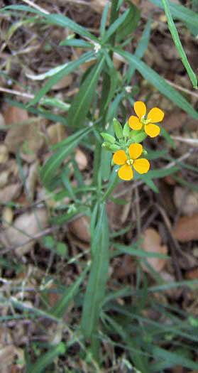 Detailed Picture 4 of Western Wallflower