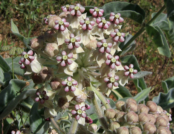 Detailed Picture 4 of Indian Milkweed