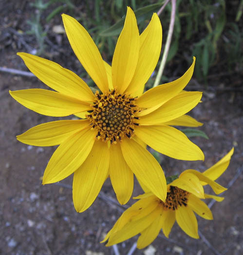 Detailed Picture 2 of Slender Sunflower