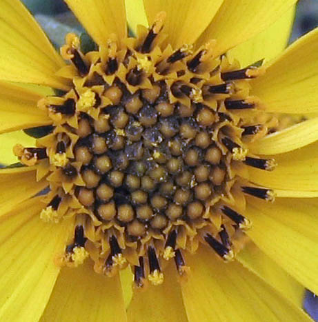 Detailed Picture 1 of Slender Sunflower
