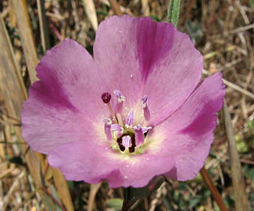 Detailed Picture 2 of Purple Clarkia
