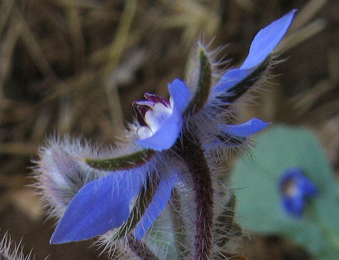 Detailed Picture 3 of Common Borage