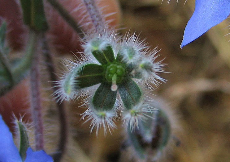 Detailed Picture 6 of Common Borage