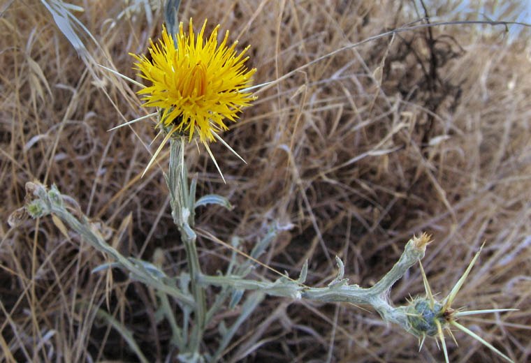 Detailed Picture 3 of Yellow Star Thistle
