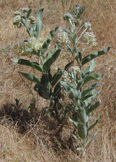 Detailed Picture 7 of Indian Milkweed