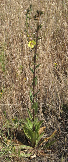 Detailed Picture 4 of Wand Mullein